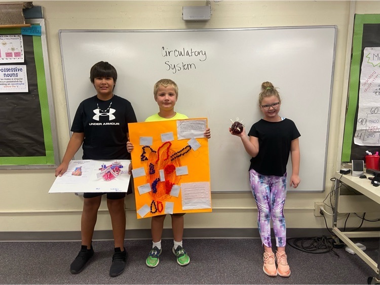 Circulatory System